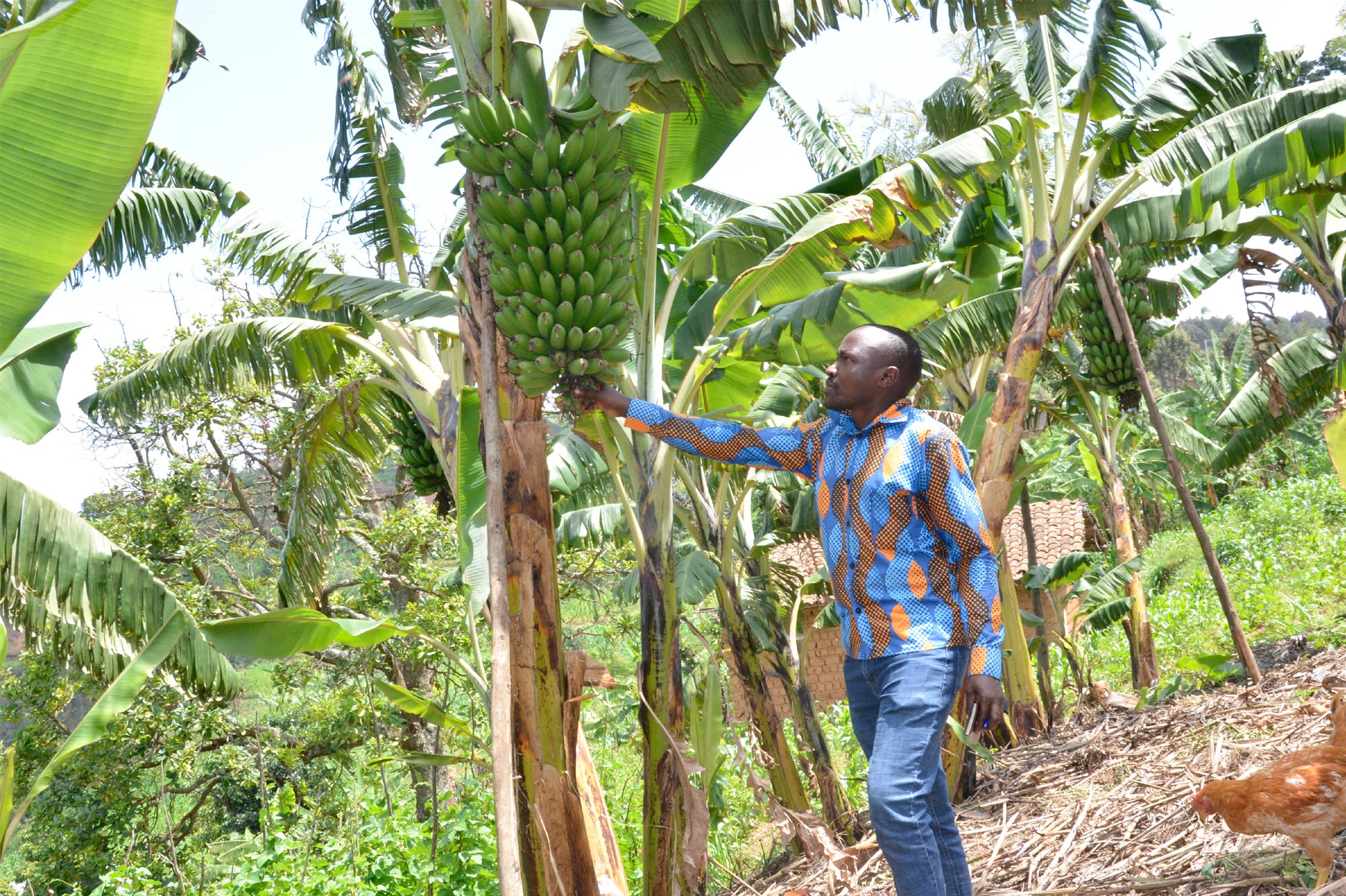 How a banana plantation, poultry farming, and Goat manure trade is helping Daniel Nshimiyimana to fight poverty.