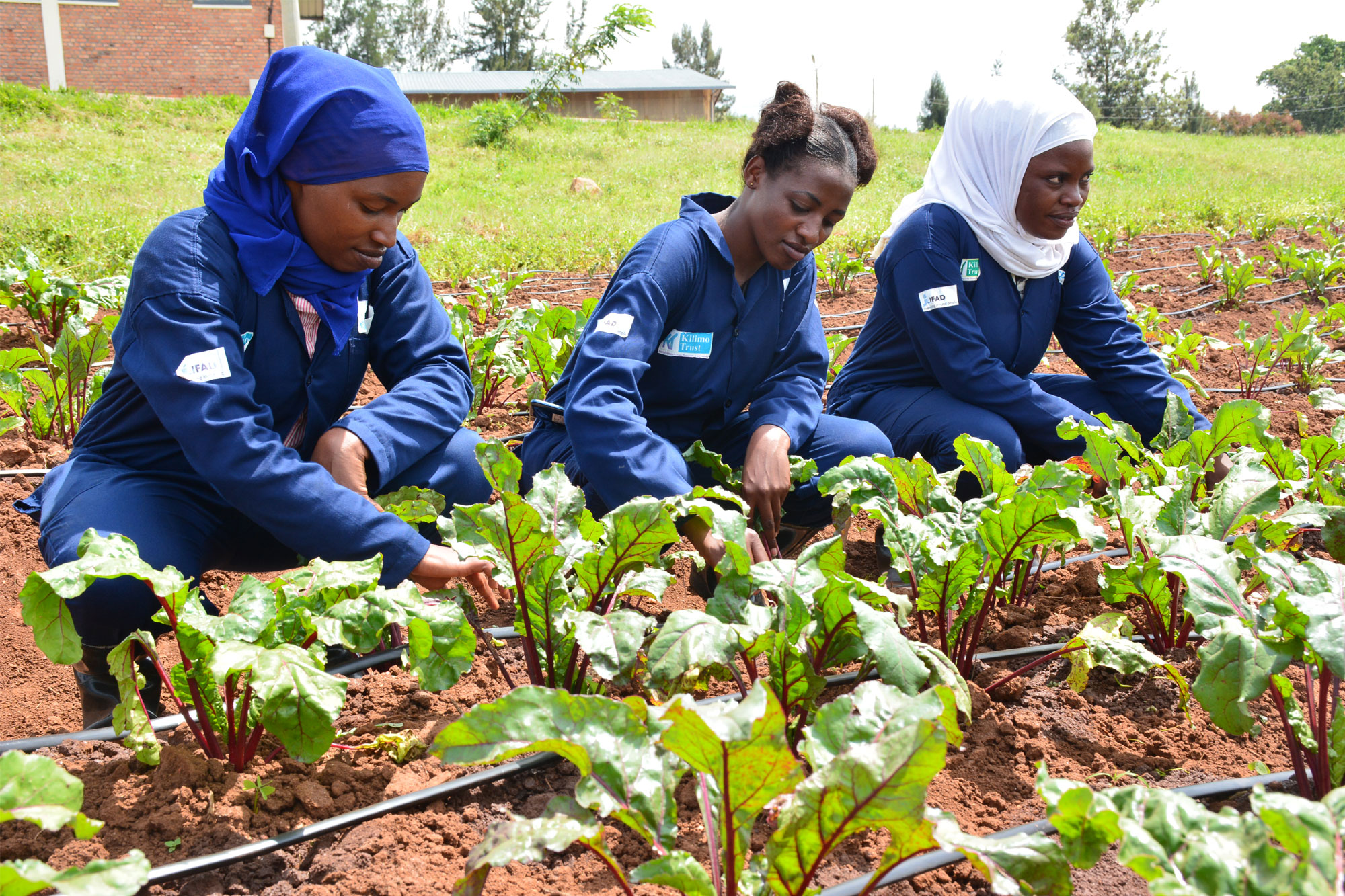 Thanks to IFAD and BMZ through Kilimo Trust in Partnership with RYAF and Rwanda Polytechnic.