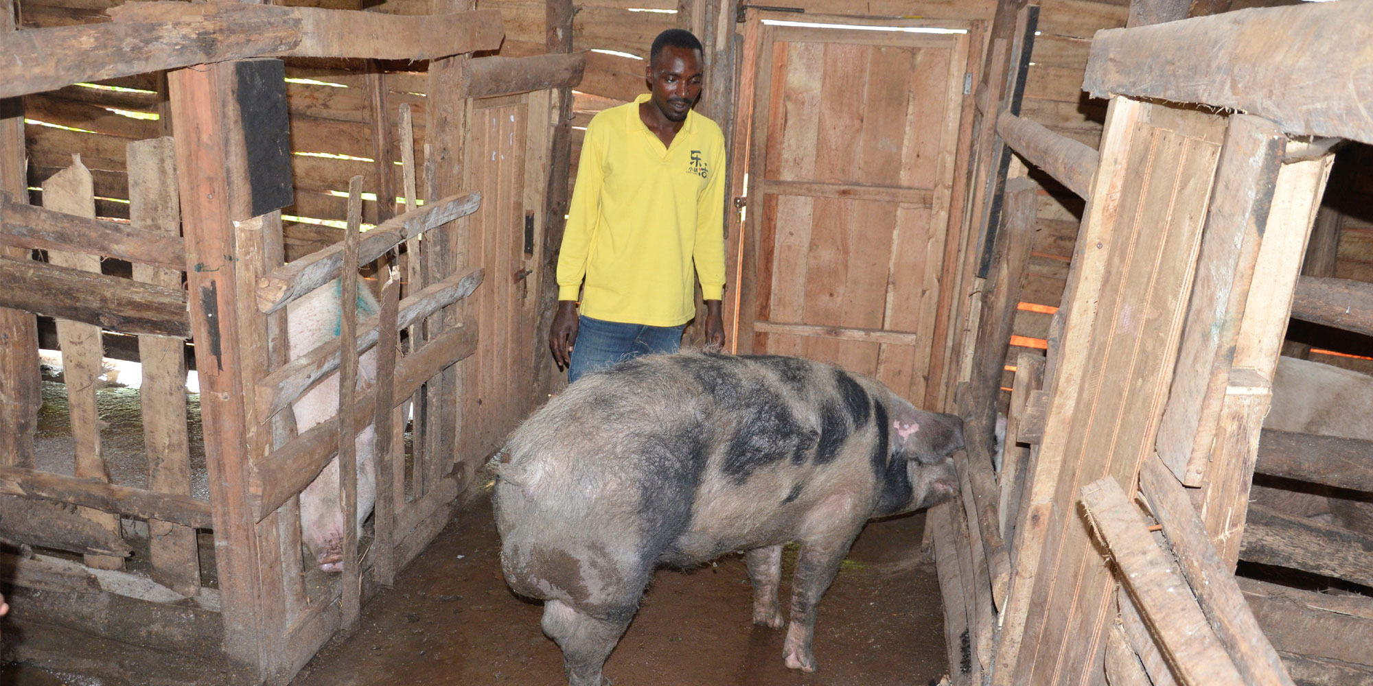 How Beekeeping and Pig Farming Business brings Economic Development to Richard MUHIRE